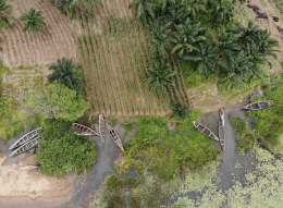 Aerial view of rice paddies and canoes