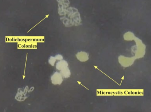 Dolichospermum bloom colonies vs Microcystis bloom colonies in a single sample as viewed with an inexpensive microscope kit.