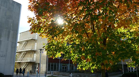 autumn, tree with sunlight coming through near Hollister hall